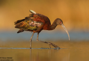 WADERS